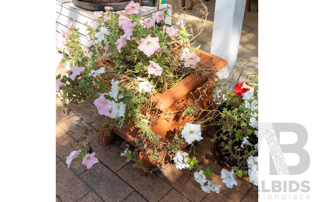 Pair of Square Line Terracotta Planters with Plants
