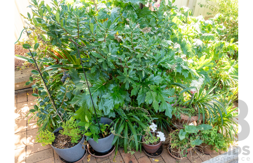 Large Collection of Potted Plants