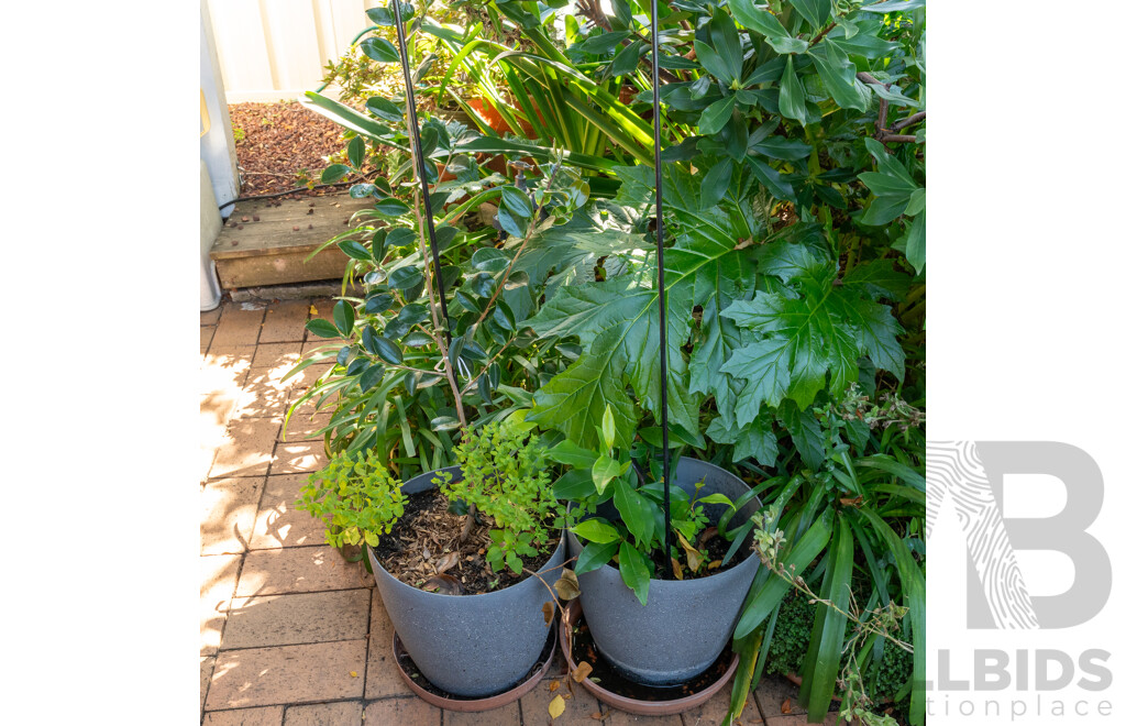 Large Collection of Potted Plants