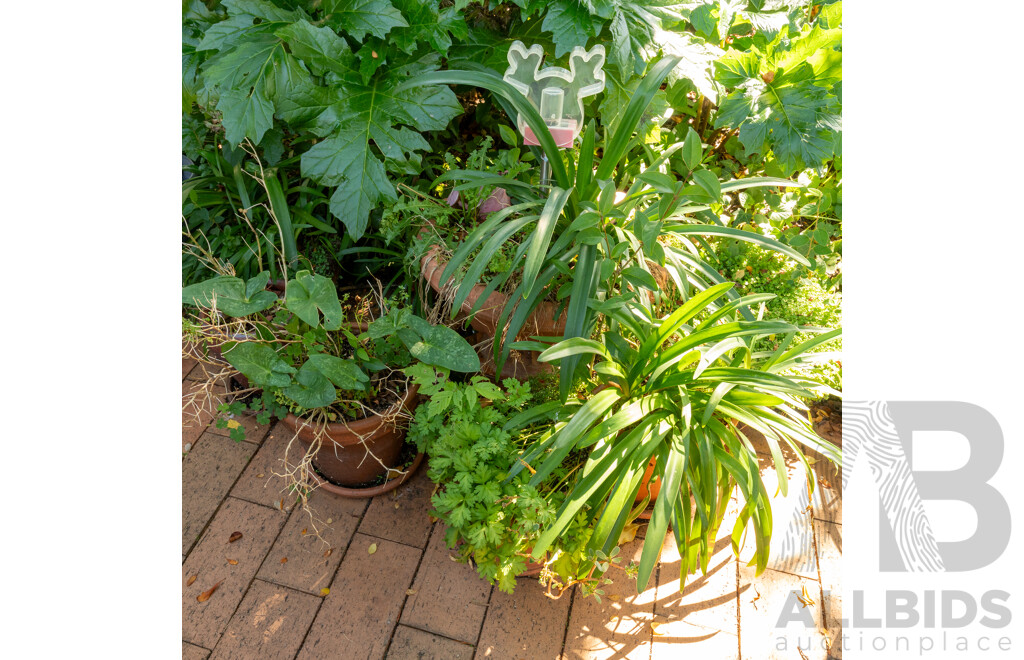 Large Collection of Potted Plants