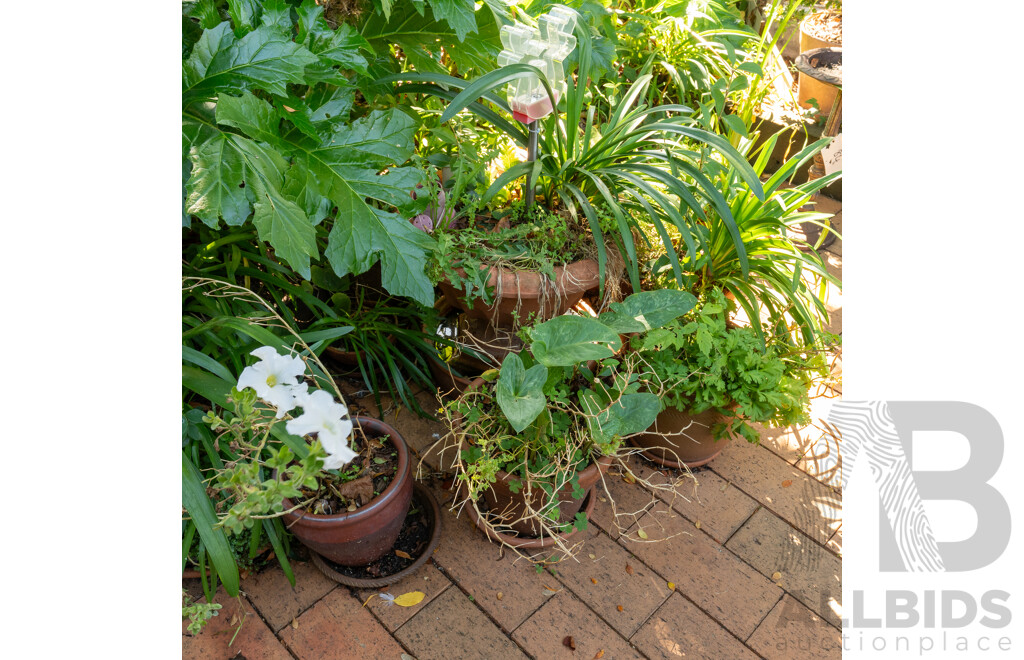 Large Collection of Potted Plants
