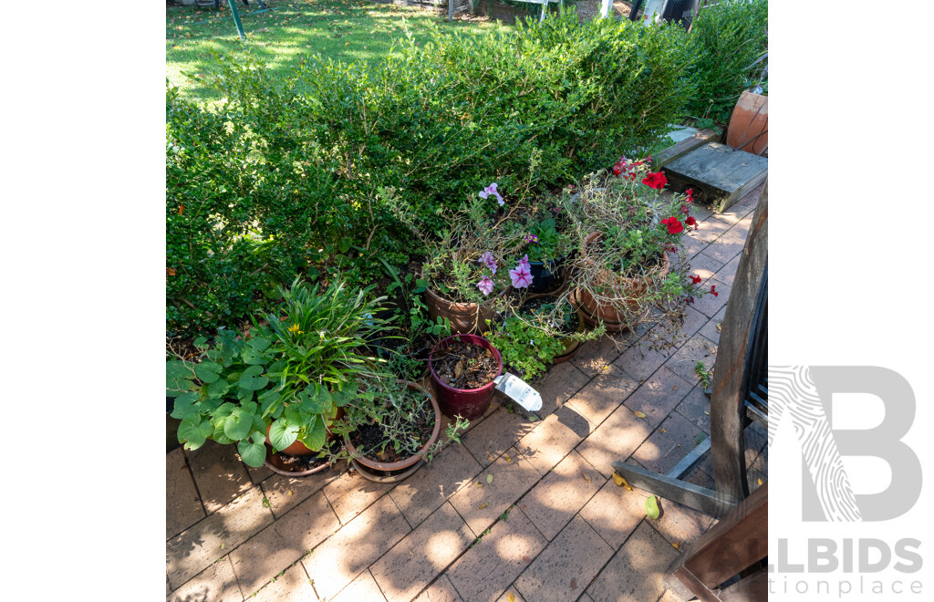 Large Collection of Potted Plants