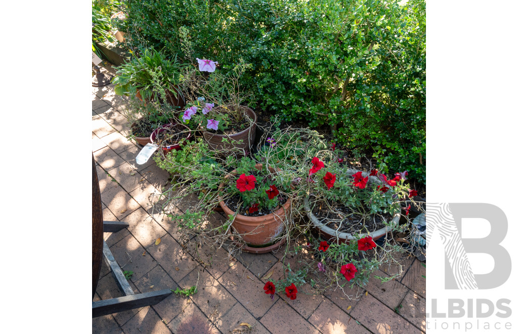Large Collection of Potted Plants