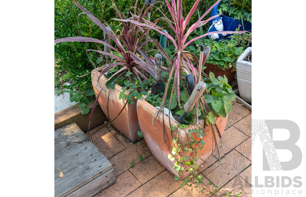Pair of Terracotta Planters with Established Plants