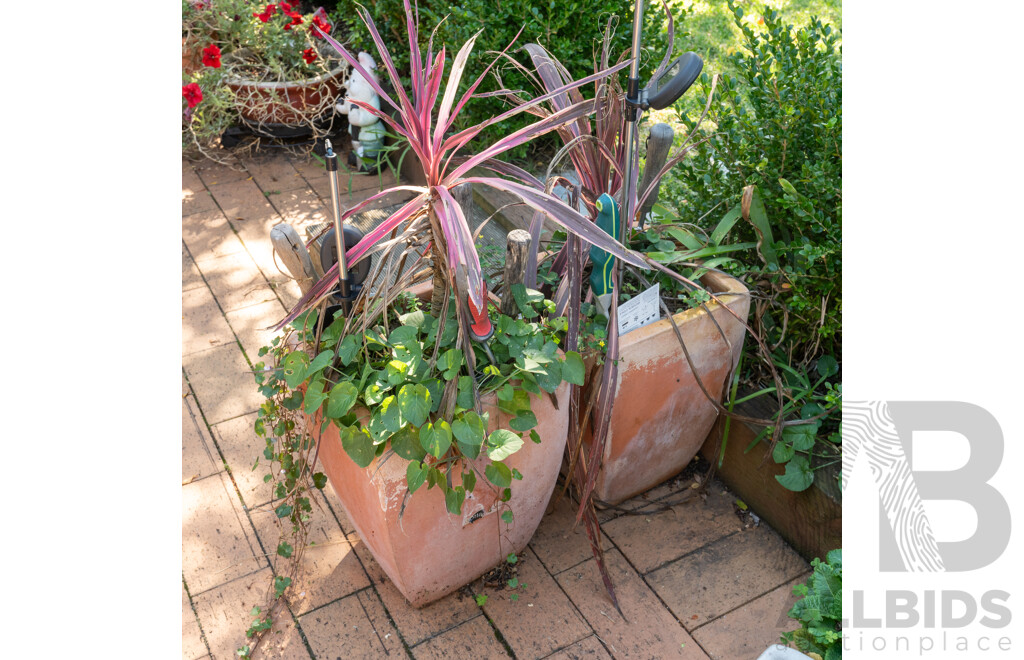 Pair of Terracotta Planters with Established Plants