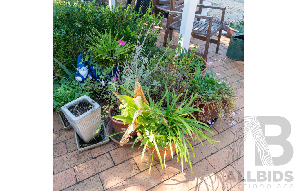 Large Collection of Potted Plants