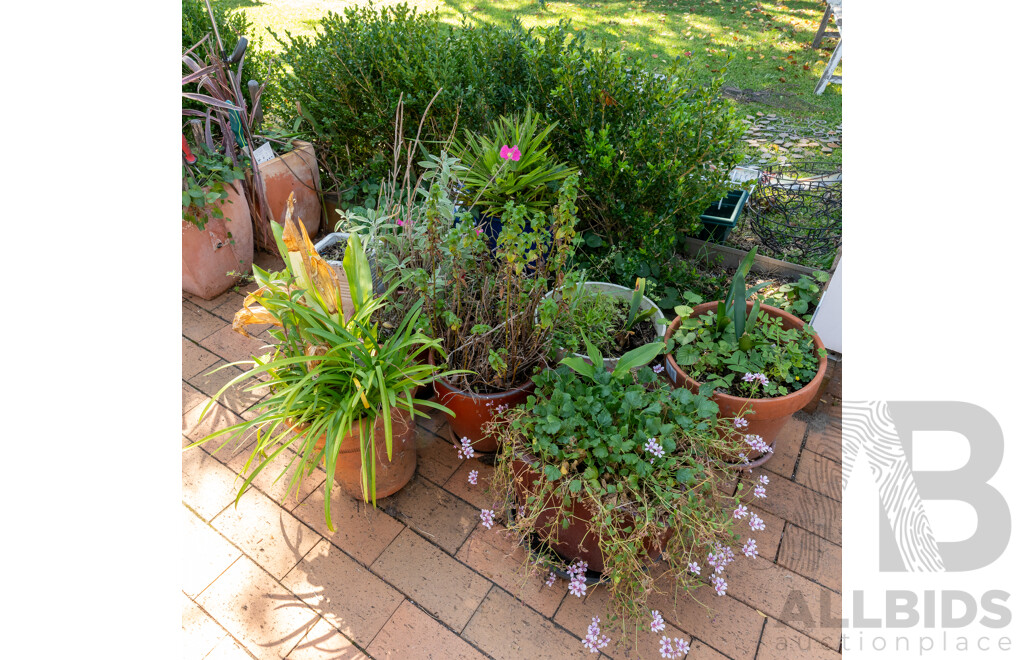 Large Collection of Potted Plants