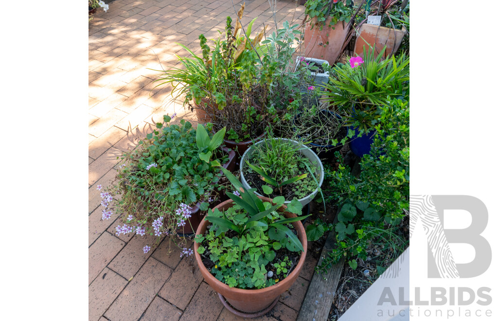 Large Collection of Potted Plants