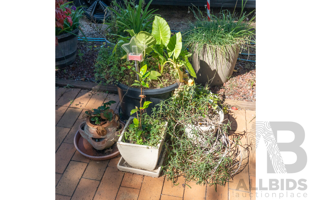Collection of Potted Plants
