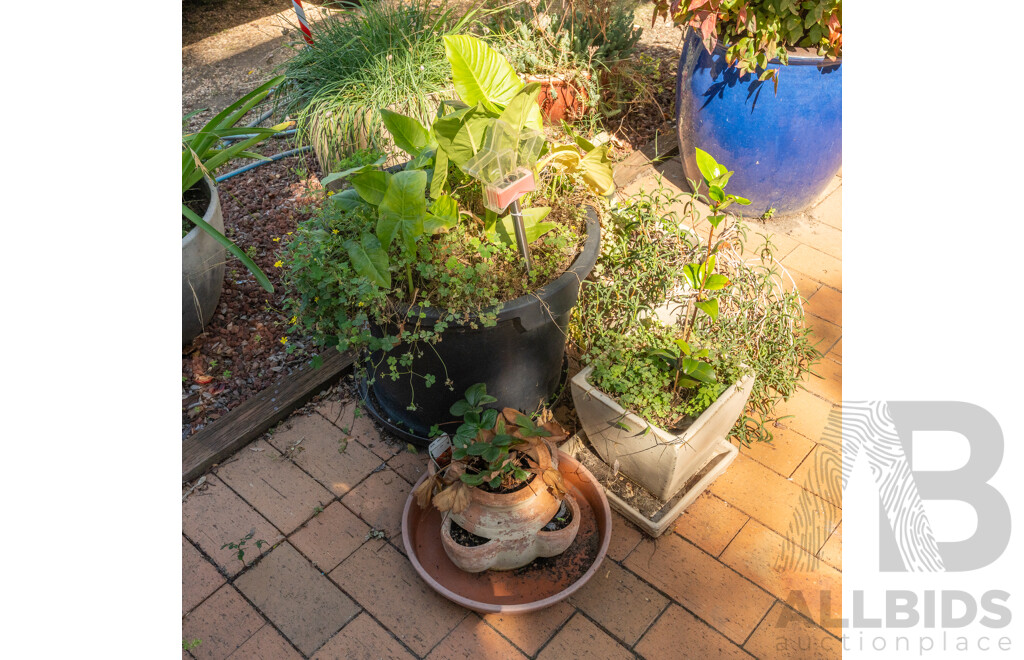 Collection of Potted Plants