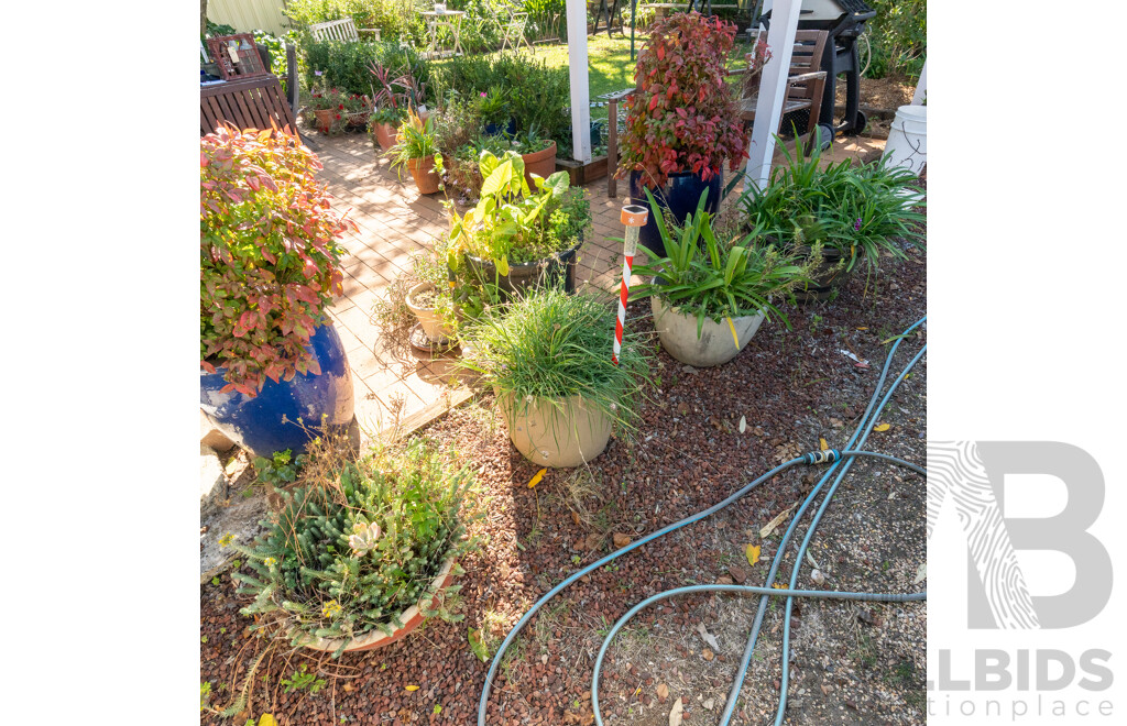 Large Collection of Potted Plants