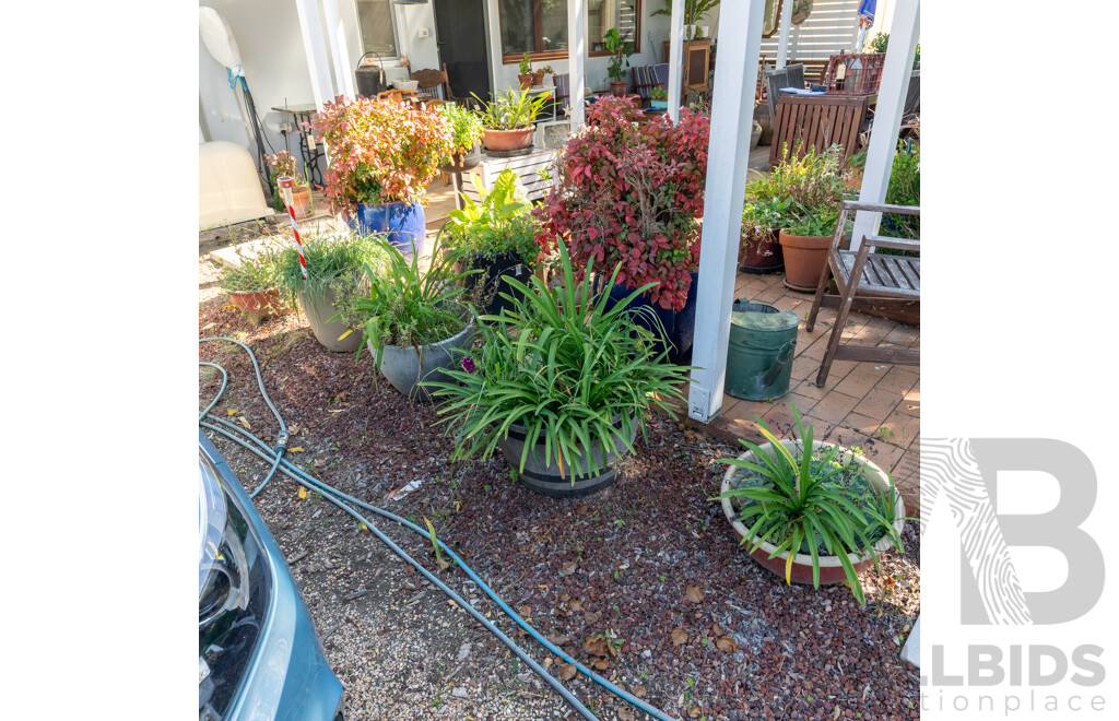 Large Collection of Potted Plants