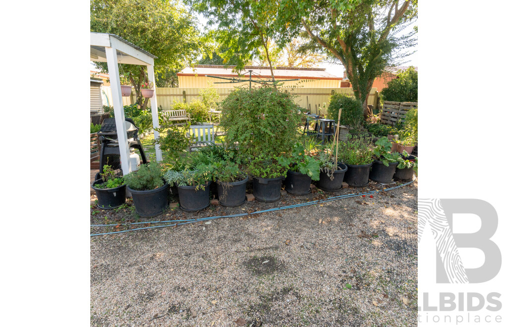 Large Collection of 10 Established Potted Plants