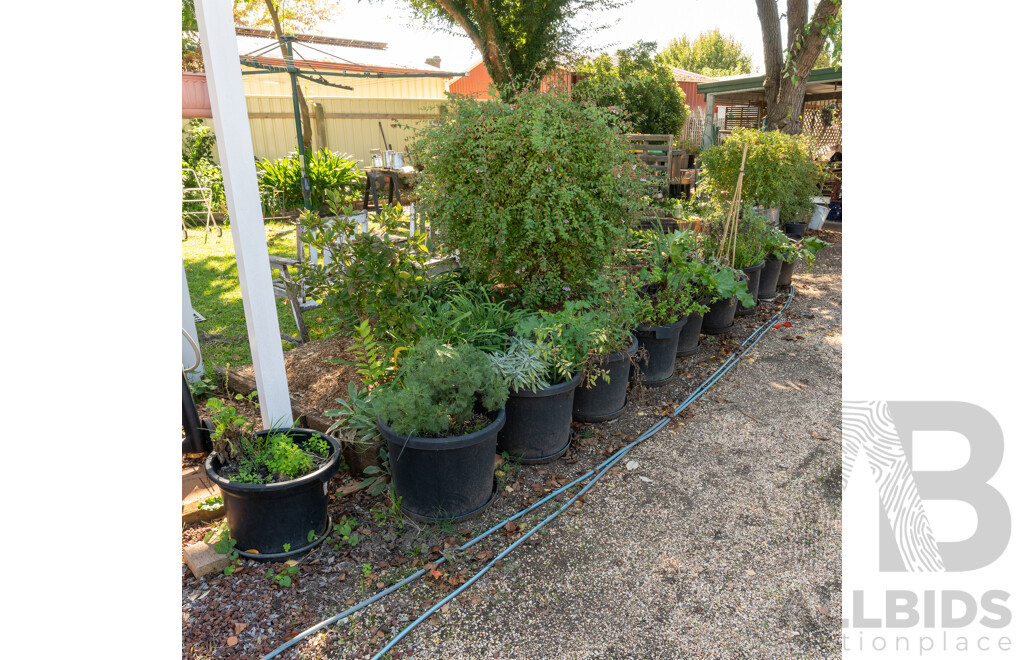 Large Collection of 10 Established Potted Plants