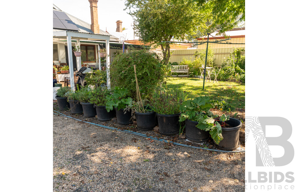 Large Collection of 10 Established Potted Plants