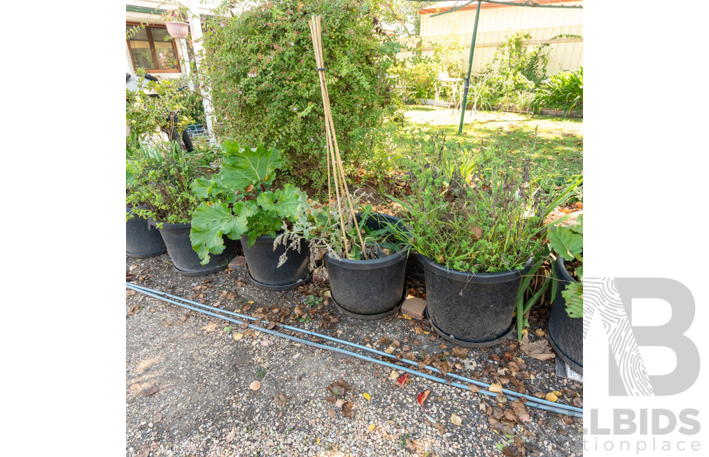 Large Collection of 10 Established Potted Plants