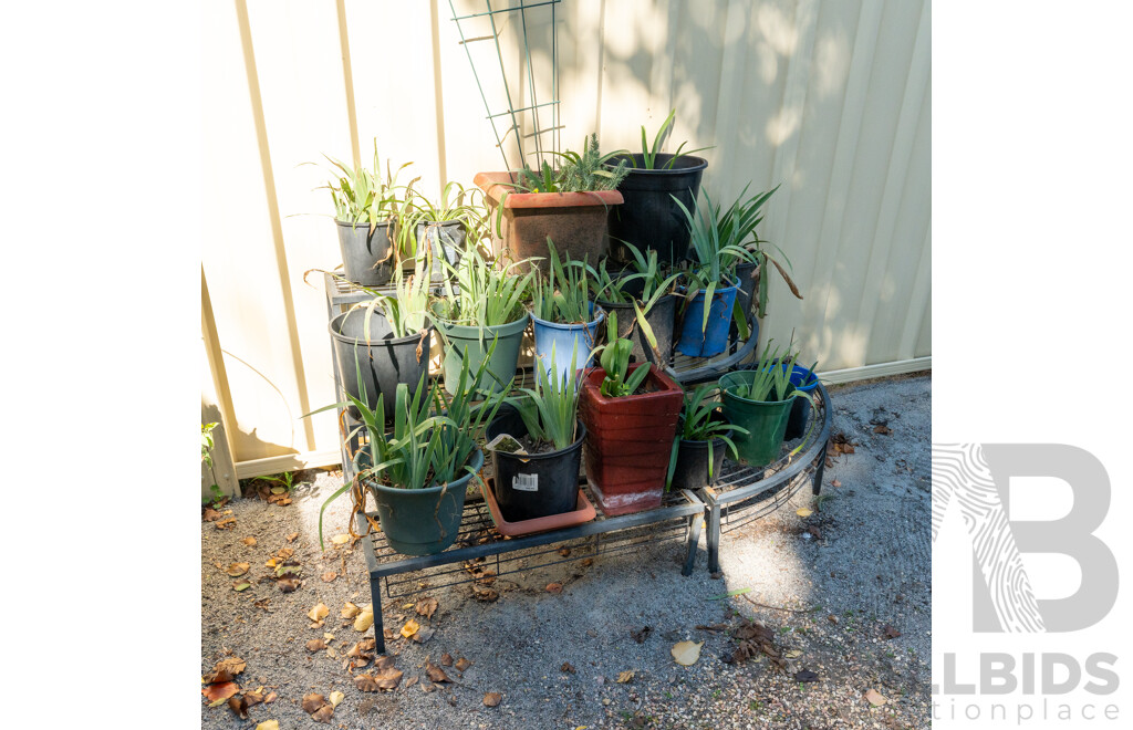 Large Collection of Potted Plants on Metal Plant Stand