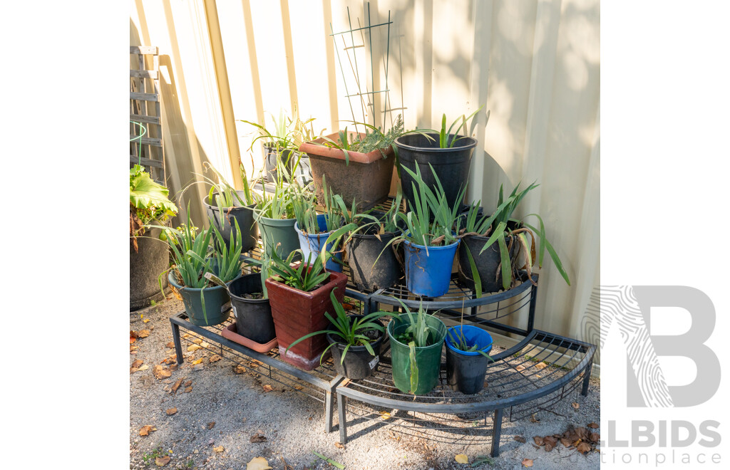 Large Collection of Potted Plants on Metal Plant Stand
