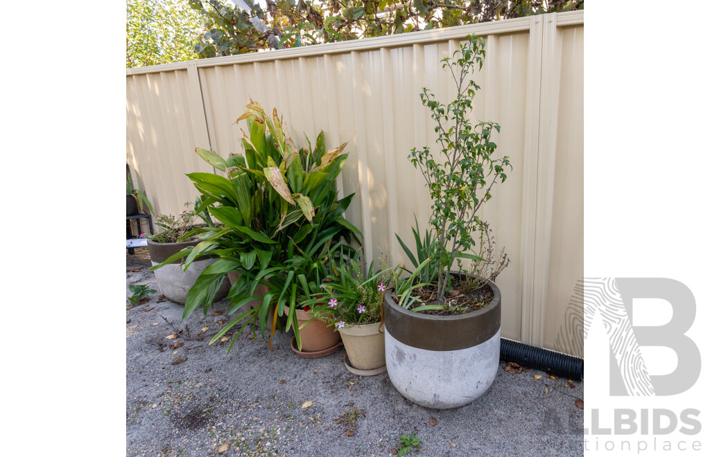 Collection of Five Established Potted Plants