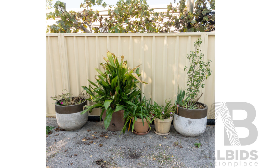 Collection of Five Established Potted Plants