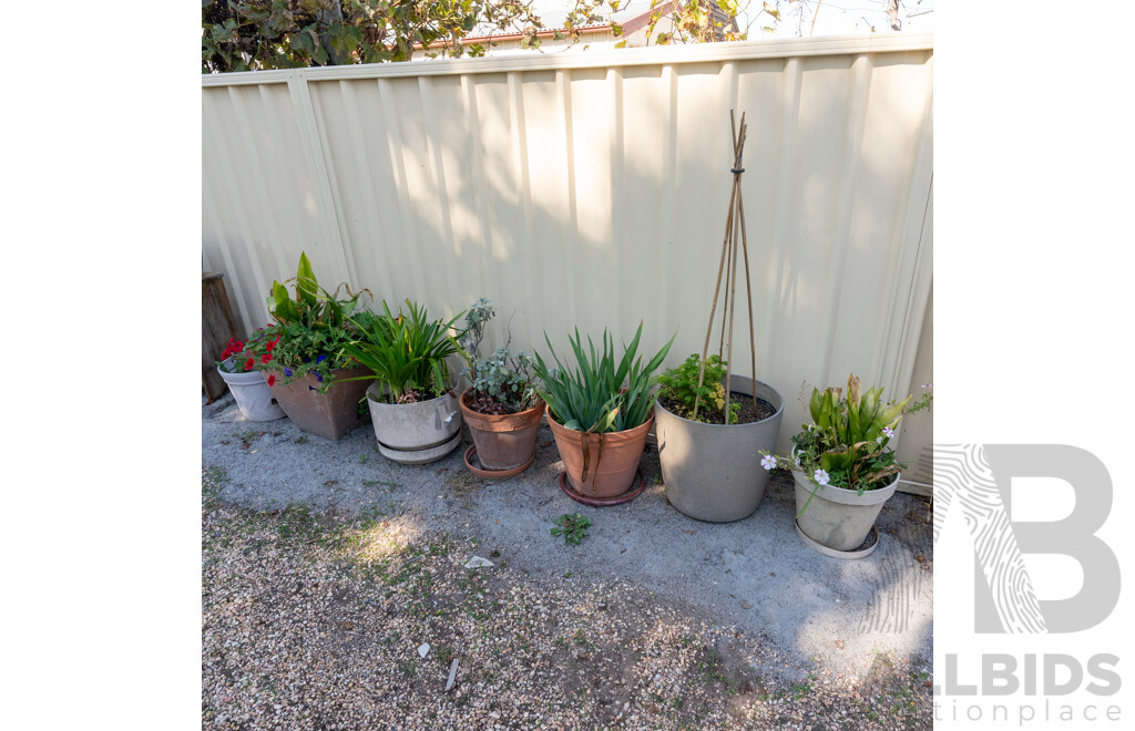 Collection of 7 Established Plants and Flowers in Various Sized Planters