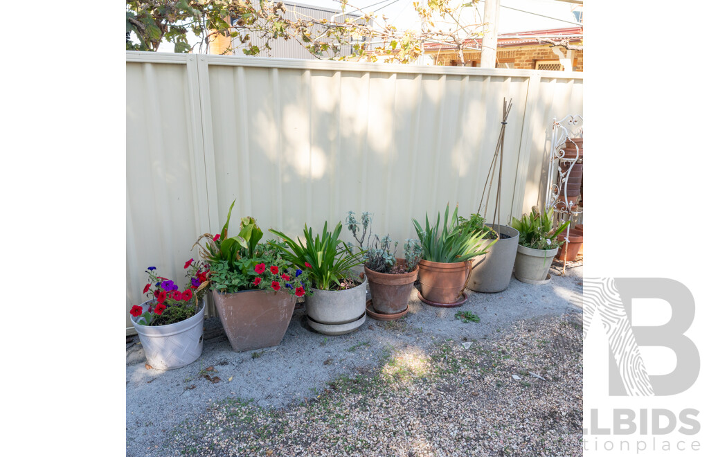 Collection of 7 Established Plants and Flowers in Various Sized Planters