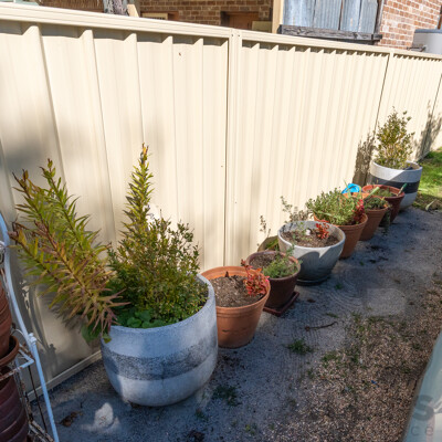 Good Collection of Eight Established Plants in Various Planters