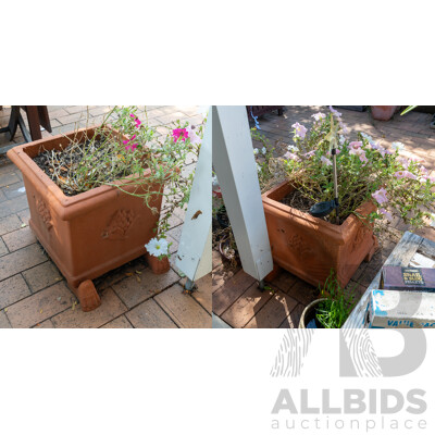 Pair of Square Line Terracotta Planters with Plants