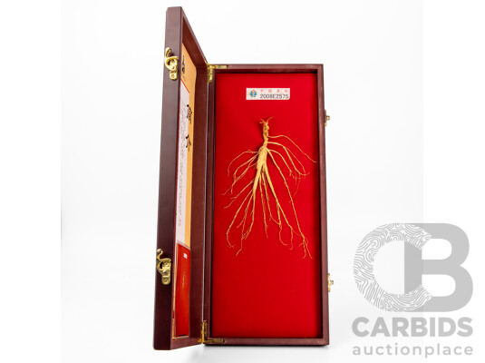 Original Specimen of Wild Mountain Ginseng with Government Verification Documents in Presentation Wooden Box, 45L x 19W cm (box dimensions)