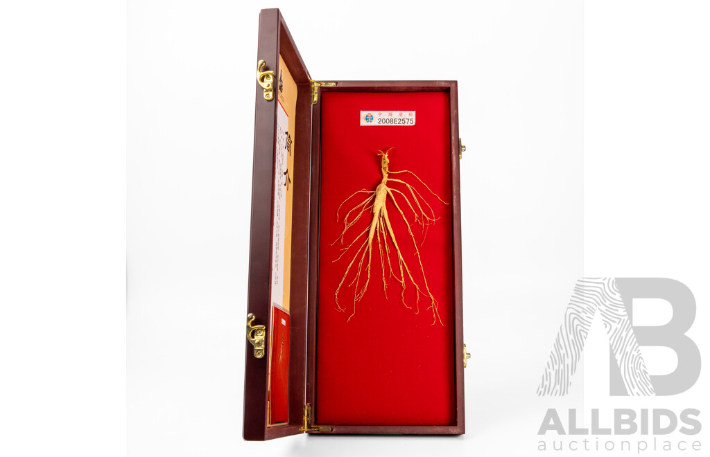 Original Specimen of Wild Mountain Ginseng with Government Verification Documents in Presentation Wooden Box, 45L x 19W cm (box dimensions)