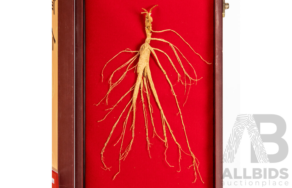 Original Specimen of Wild Mountain Ginseng with Government Verification Documents in Presentation Wooden Box, 45L x 19W cm (box dimensions)