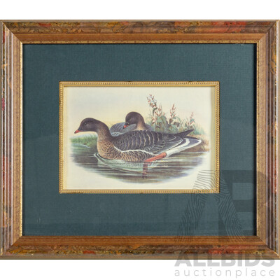 John Gould (1804-1881) & Richard Bowdler Sharpe (1847-1909), Pink Footed Goose, Hand Coloured Antique Lithograph, 41 x 48 cm (frame)