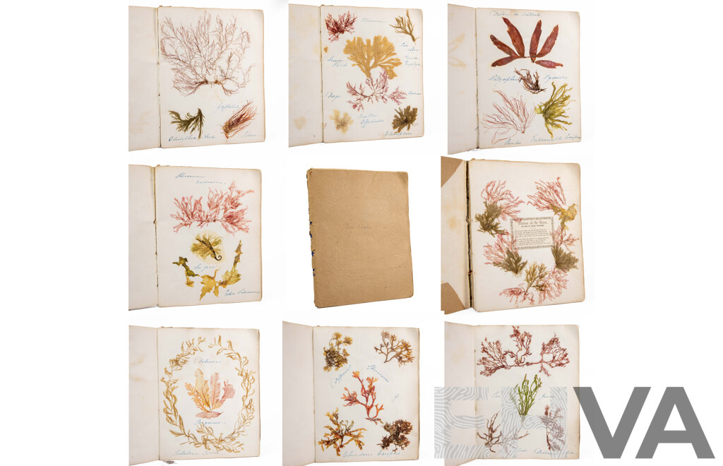Hand-Collected Vintage Seaweed Collection Housed in a Hand-Made Paper Booklet, 27 X 22 Cm