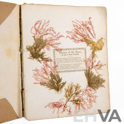 Hand-Collected Vintage Seaweed Collection Housed in a Hand-Made Paper Booklet, 27 X 22 Cm