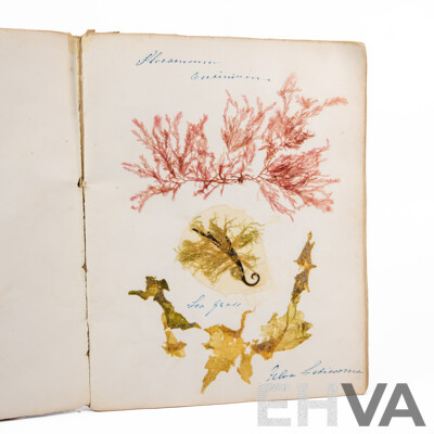 Hand-Collected Vintage Seaweed Collection Housed in a Hand-Made Paper Booklet, 27 X 22 Cm