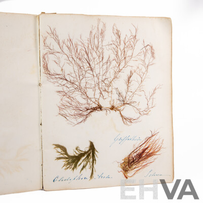 Hand-Collected Vintage Seaweed Collection Housed in a Hand-Made Paper Booklet, 27 X 22 Cm