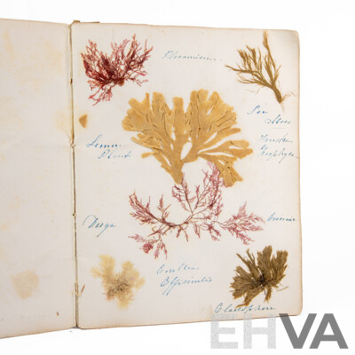Hand-Collected Vintage Seaweed Collection Housed in a Hand-Made Paper Booklet, 27 X 22 Cm
