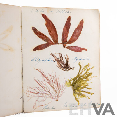 Hand-Collected Vintage Seaweed Collection Housed in a Hand-Made Paper Booklet, 27 X 22 Cm