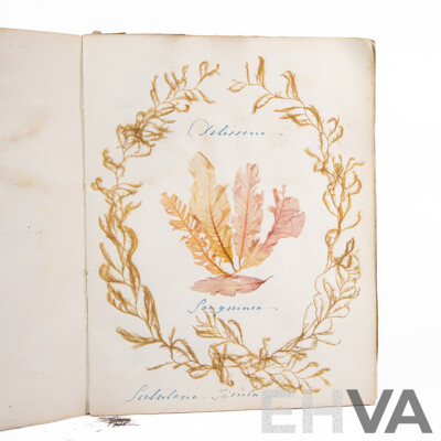 Hand-Collected Vintage Seaweed Collection Housed in a Hand-Made Paper Booklet, 27 X 22 Cm