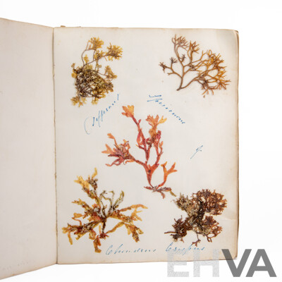 Hand-Collected Vintage Seaweed Collection Housed in a Hand-Made Paper Booklet, 27 X 22 Cm