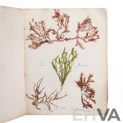 Hand-Collected Vintage Seaweed Collection Housed in a Hand-Made Paper Booklet, 27 X 22 Cm