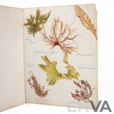 Hand-Collected Vintage Seaweed Collection Housed in a Hand-Made Paper Booklet, 27 X 22 Cm