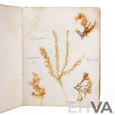 Hand-Collected Vintage Seaweed Collection Housed in a Hand-Made Paper Booklet, 27 X 22 Cm