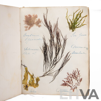 Hand-Collected Vintage Seaweed Collection Housed in a Hand-Made Paper Booklet, 27 X 22 Cm