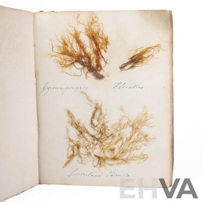 Hand-Collected Vintage Seaweed Collection Housed in a Hand-Made Paper Booklet, 27 X 22 Cm