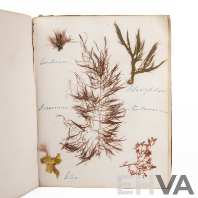 Hand-Collected Vintage Seaweed Collection Housed in a Hand-Made Paper Booklet, 27 X 22 Cm