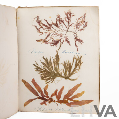 Hand-Collected Vintage Seaweed Collection Housed in a Hand-Made Paper Booklet, 27 X 22 Cm