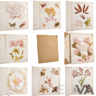 Hand-Collected Vintage Seaweed Collection Housed in a Hand-Made Paper Booklet, 27 X 22 Cm