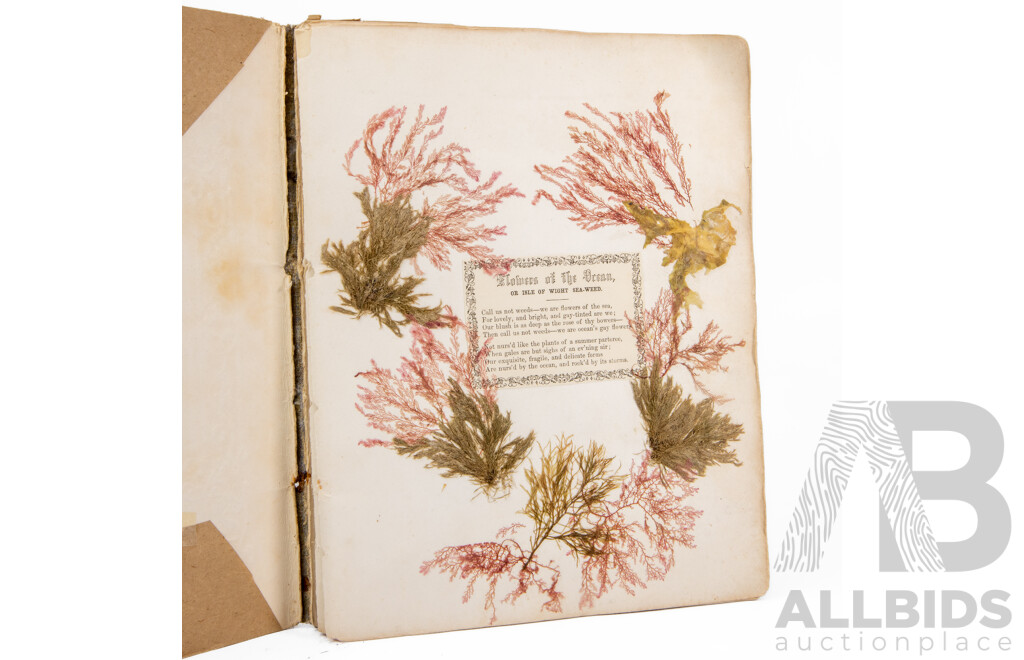 Hand-Collected Vintage Seaweed Collection Housed in a Hand-Made Paper Booklet, 27 X 22 Cm