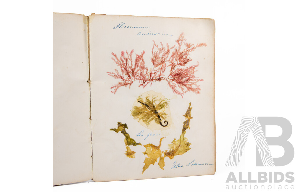 Hand-Collected Vintage Seaweed Collection Housed in a Hand-Made Paper Booklet, 27 X 22 Cm